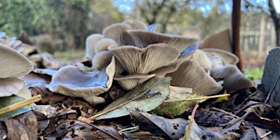 Backyard Mushroom Cultivation | Welland Legacy Park & Community Orchard
