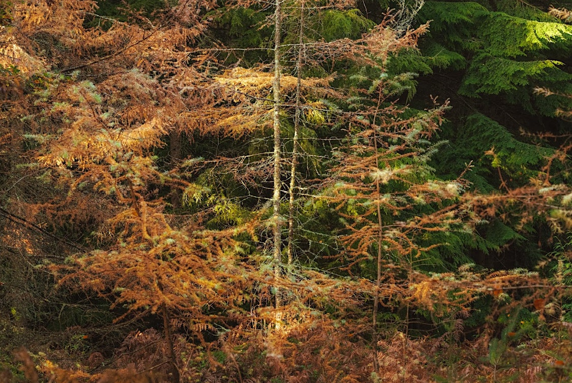 Find Your Eye in the Forest — A Woodland Photography Day with Lee Cooper | 3 Fox Burrow Rd
