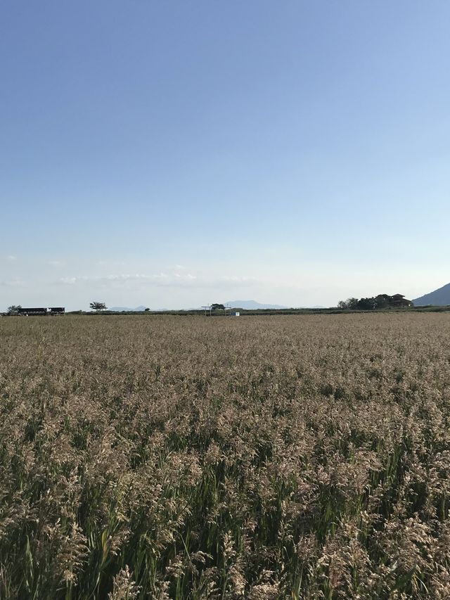 노을맛집 🌅 갈대맛집 🌾추천