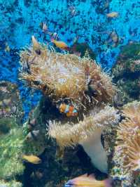 SEA AQUARIUM, SENTOSA, SINGAPORE