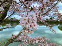 京都　KYOTO SAKURAめぐり❗️大覚寺の桜に感動❗️