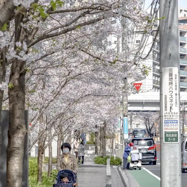 目黒川沿いのマンションの桜並木