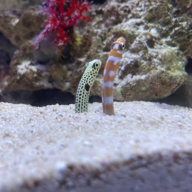 新江ノ島水族館