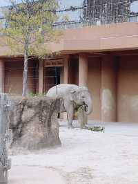 【名古屋】なごやから電車で約20分！東山動物園