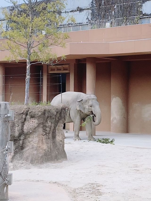 【名古屋】なごやから電車で約20分！東山動物園