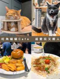 超人氣極治療的親人貓貓CAFE!