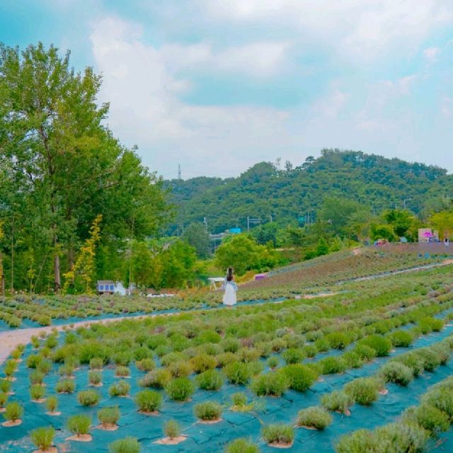 💜[부산, 라벤더팜]에서 인생샷찍는 꿀팁🍯