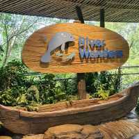 See baby panda Le Le at River Wonders!