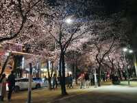 사시사철 언제 가도 예쁜 꽃과 푸른 나무를 구경할 수 있는 대구 수성못🌸🌺