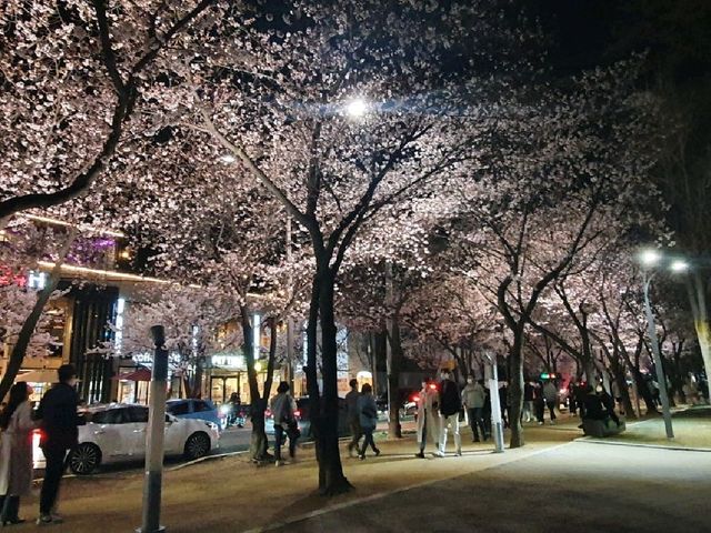 사시사철 언제 가도 예쁜 꽃과 푸른 나무를 구경할 수 있는 대구 수성못🌸🌺