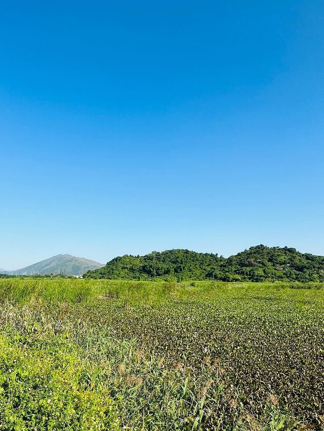 📍元朗朗屏｜欣賞魚塘及深圳skyline