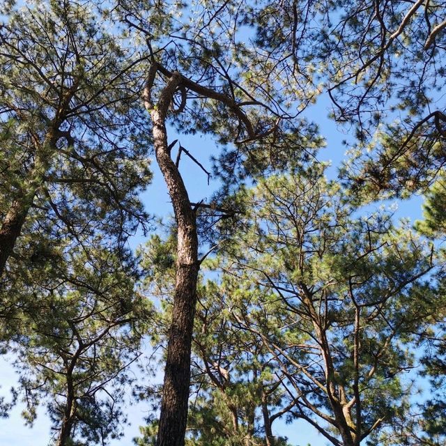 Leave Me Be in Baguio City