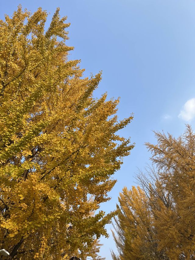 아산 곡교천 은행나무길 하나로 가을 낭만 완성🍂