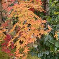 京都[紅葉めぐり]  永観堂[禅林寺]  (感動の庭園編)