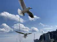 熱海で海鳥に出会う
