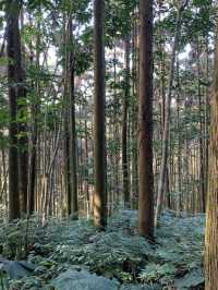 苗栗向天湖部落｜向天湖山+光高天山爬山之旅