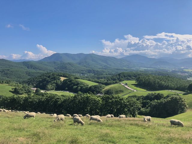 코리안 알프스, 대관령 양떼목장으로!🐑🌳