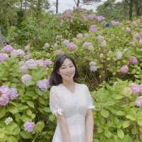 봄에 꼭 가야하는 부산수국명소