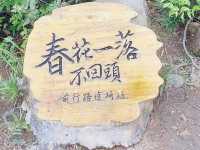春花落