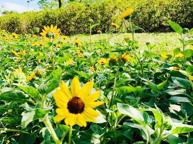 荔枝角賞花好地方