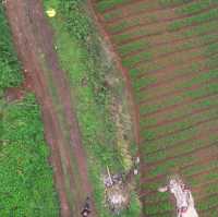 Rice Farm from Above