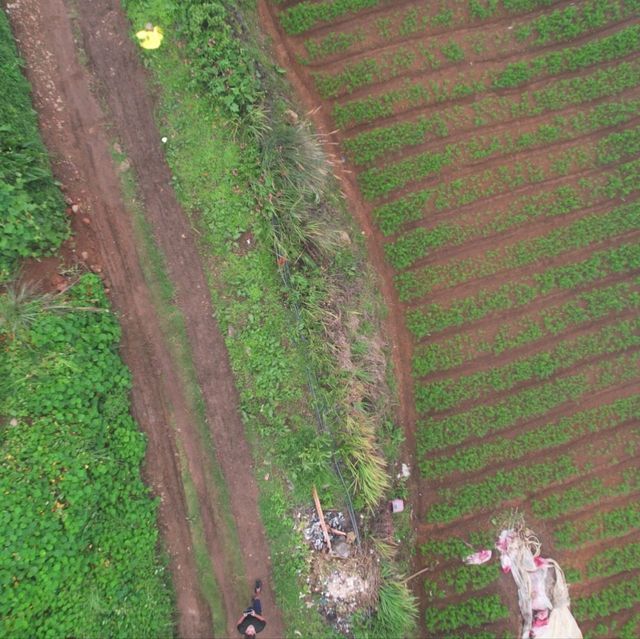 Rice Farm from Above