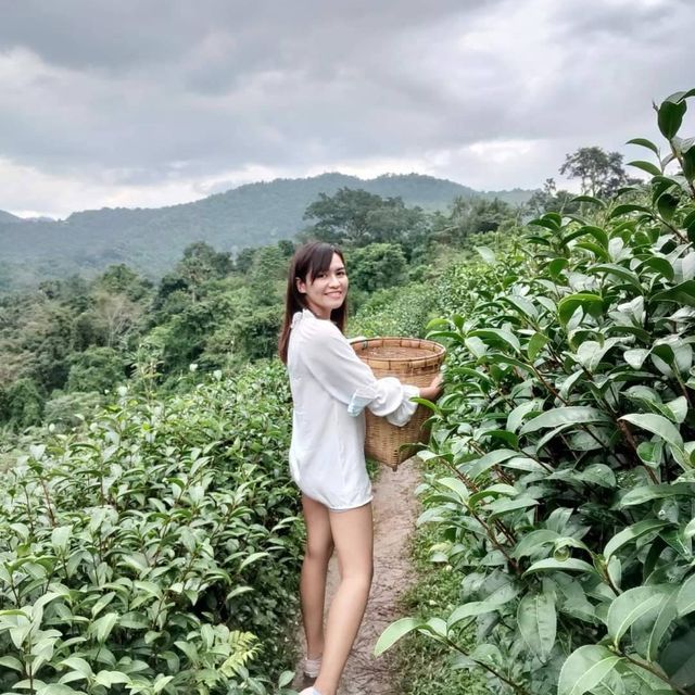คาเฟ่วิวไร่ชาลุงเดช