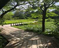 箱根湿性花園