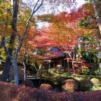 岩手県！世界遺産【平泉】中尊寺圧巻の紅葉