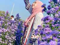 ชมสวนดอกไม้🌸🌼🌺เชียงใหม่