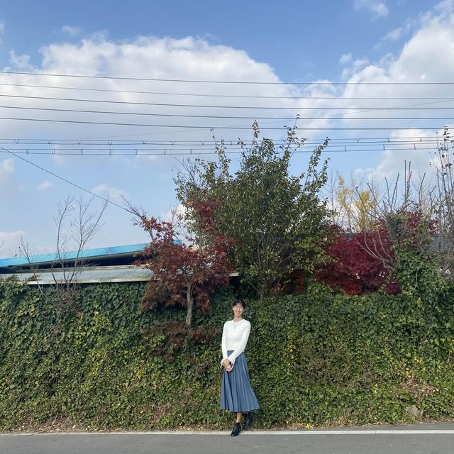노란 단풍을 볼 수있는 경주 도리마을