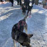 Witness the Iditarod dog sled race in Nome