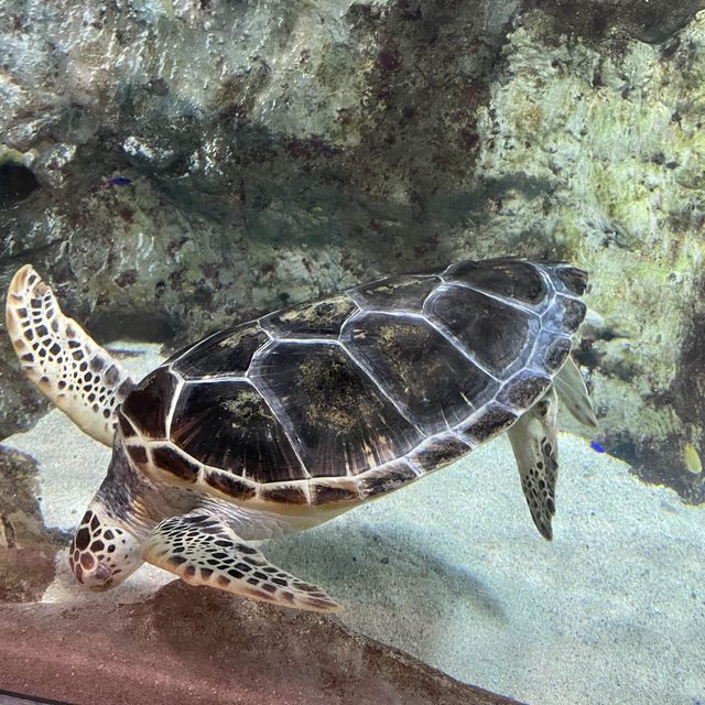 江南超出名水族館🤩Coex Aquarium 