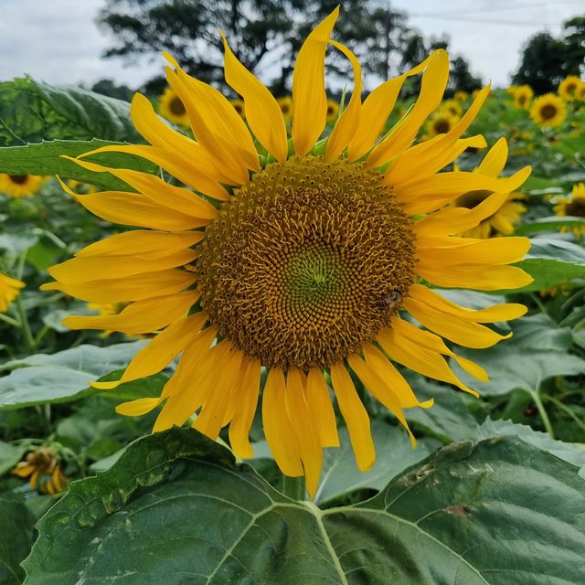 제주도 코스모스, 해바라기 촬영명소