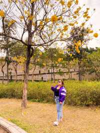 黃色杜鵑花