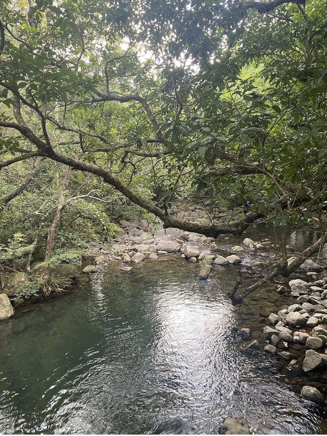 水浸白千層 水浸白千層