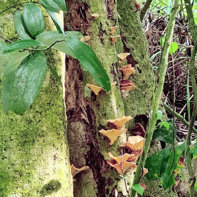 Kranji Marshes exploration