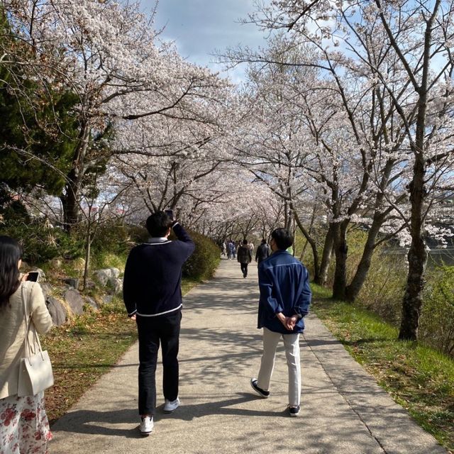 진주 벚꽃 명소 금산 ✨
