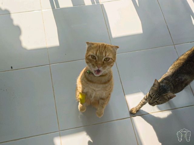 Maew Pee Cafe, แมวผีคาเฟ่ @แม่โจ้ เชียงใหม่ 🐱🐱
