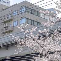 目黒川市場橋付近の桜並木