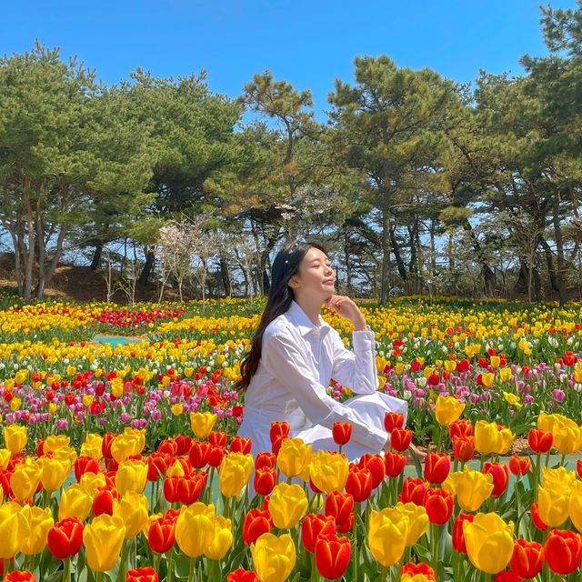 튤립 구경하러 태안튤립축제로 가보세요💓