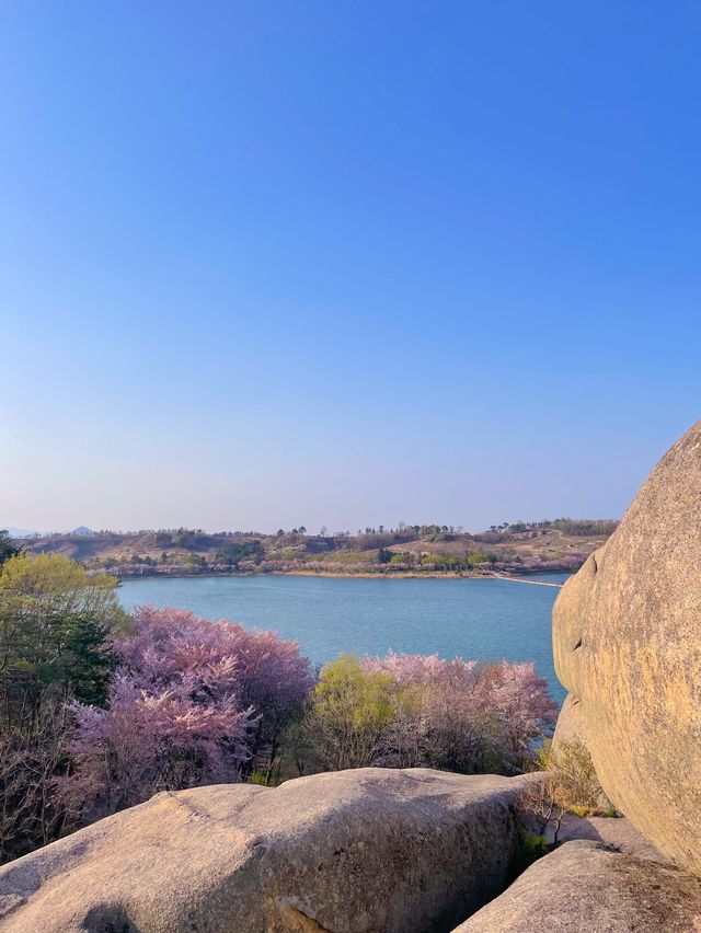 나의 인생 벚꽃 여행지🌸속초 영랑호💗