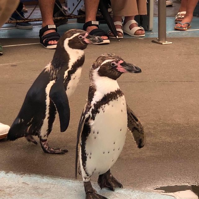 鳥羽水族館🐟🐬🐳企鵝🐧大暴走近距離接觸海洋生物