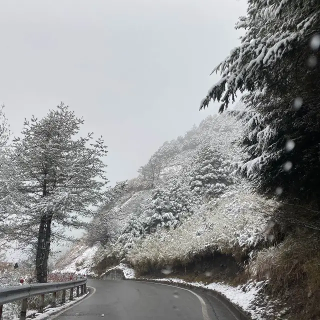 合歡山-武嶺❄️追雪森林❄️