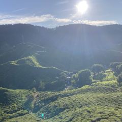 Cameron Valley Tea House 여행 사진