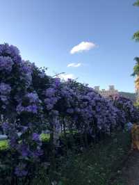 蒜香藤//泰山楓樹河濱公園