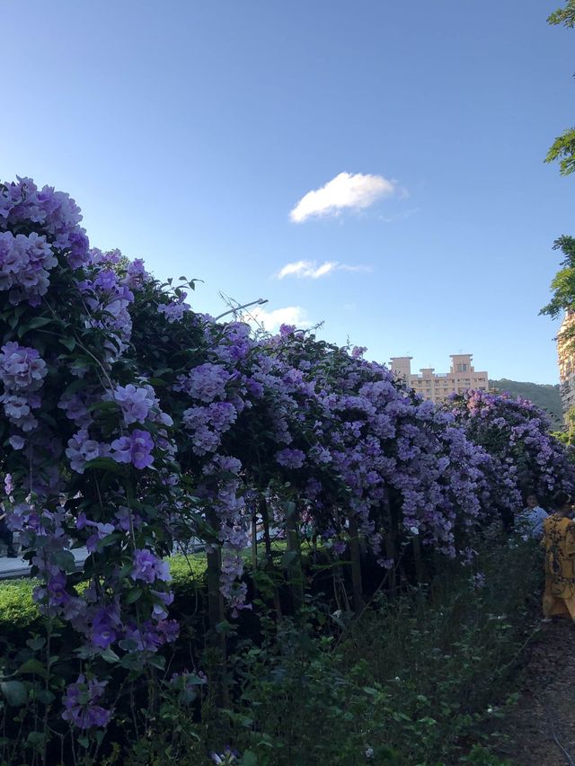 蒜香藤//泰山楓樹河濱公園