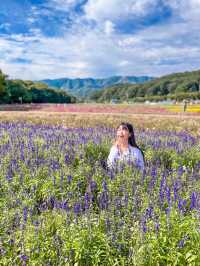 꽃잔치가 열린 상림공원💜