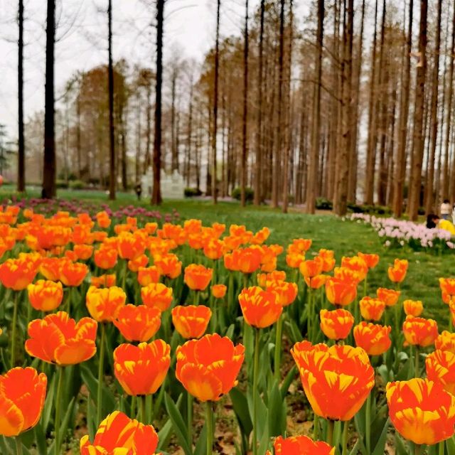 Botanical Garden🌷,  Nanjing