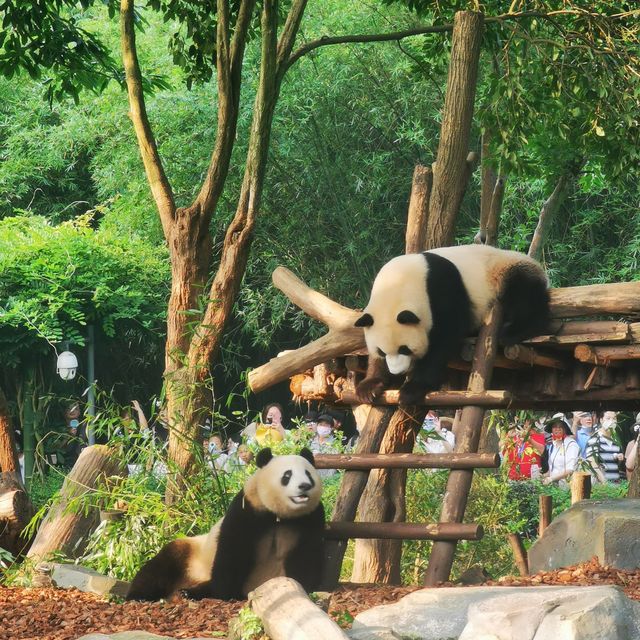 China Bucket list: Pandas & babies ticked!! 